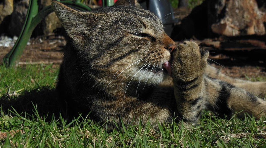 Cats