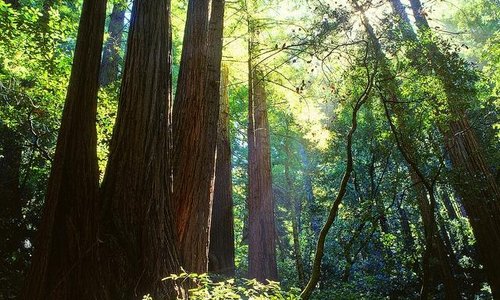 Redwoods