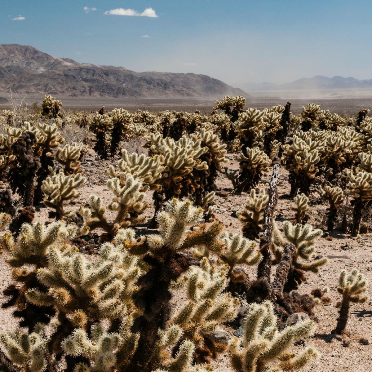 The Pinto Basin (Joshua Tree National Park) - All You Need to Know ...