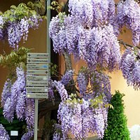 Civico Orto Botanico Trieste