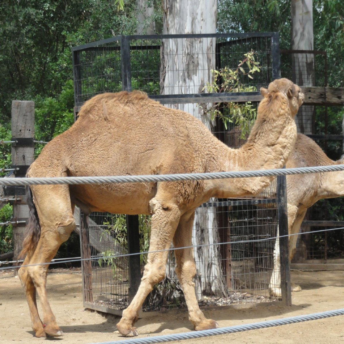 Zoobotanico Jerez, Херес де Ла Фронтера: лучшие советы перед посещением -  Tripadvisor