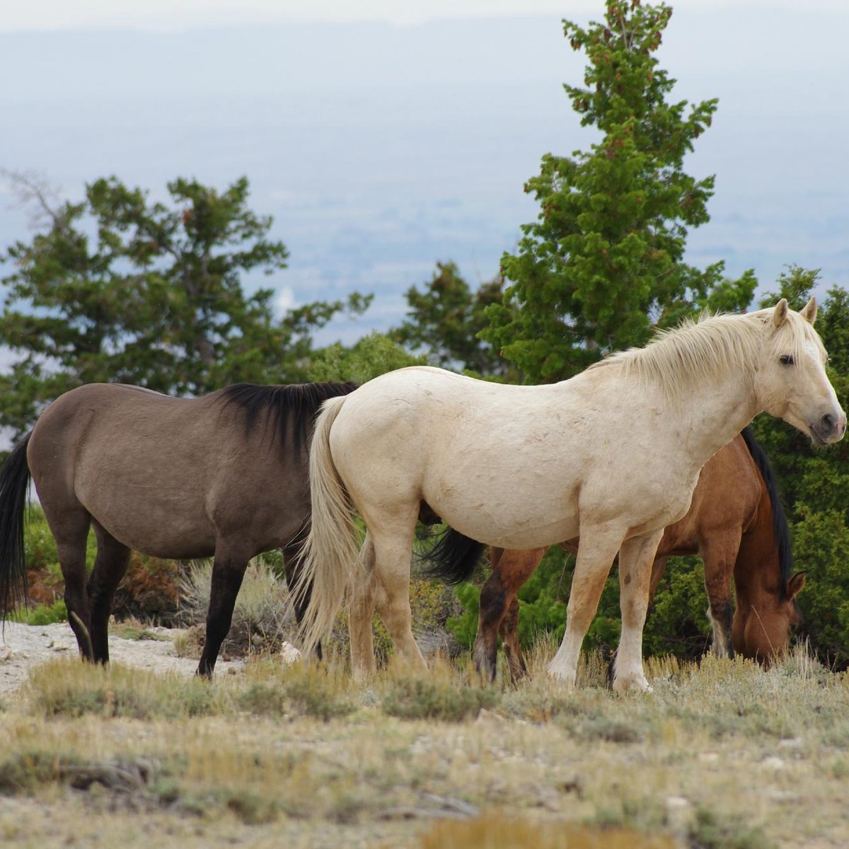 Pryor Mountain Wild Horse Range (Montana) All You Need to Know BEFORE