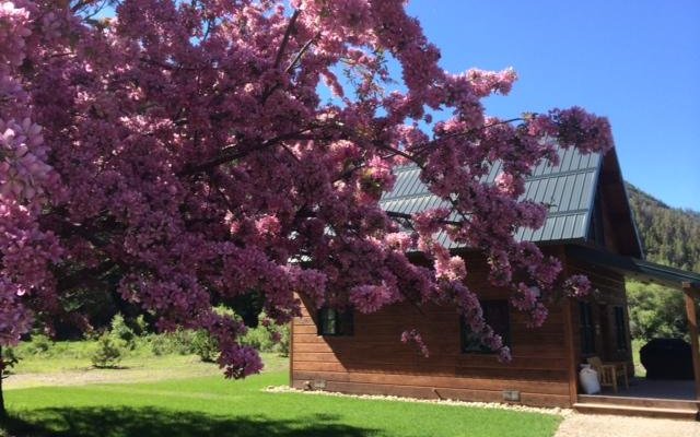 Willow Cabin