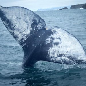 Delfin Walbeobachtung In Depoe Bay Entdecken Sie 5 Delfin Walbeobachtung In Depoe Bay Tripadvisor