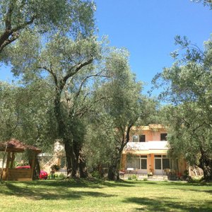 View from the Olive grove