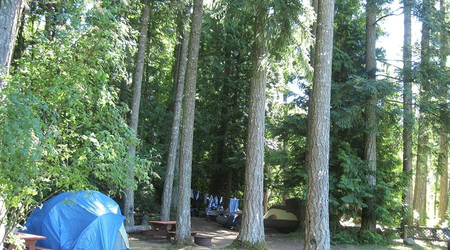 Tenting among Big Trees