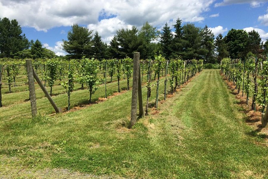 Connecticut Valley Winery image
