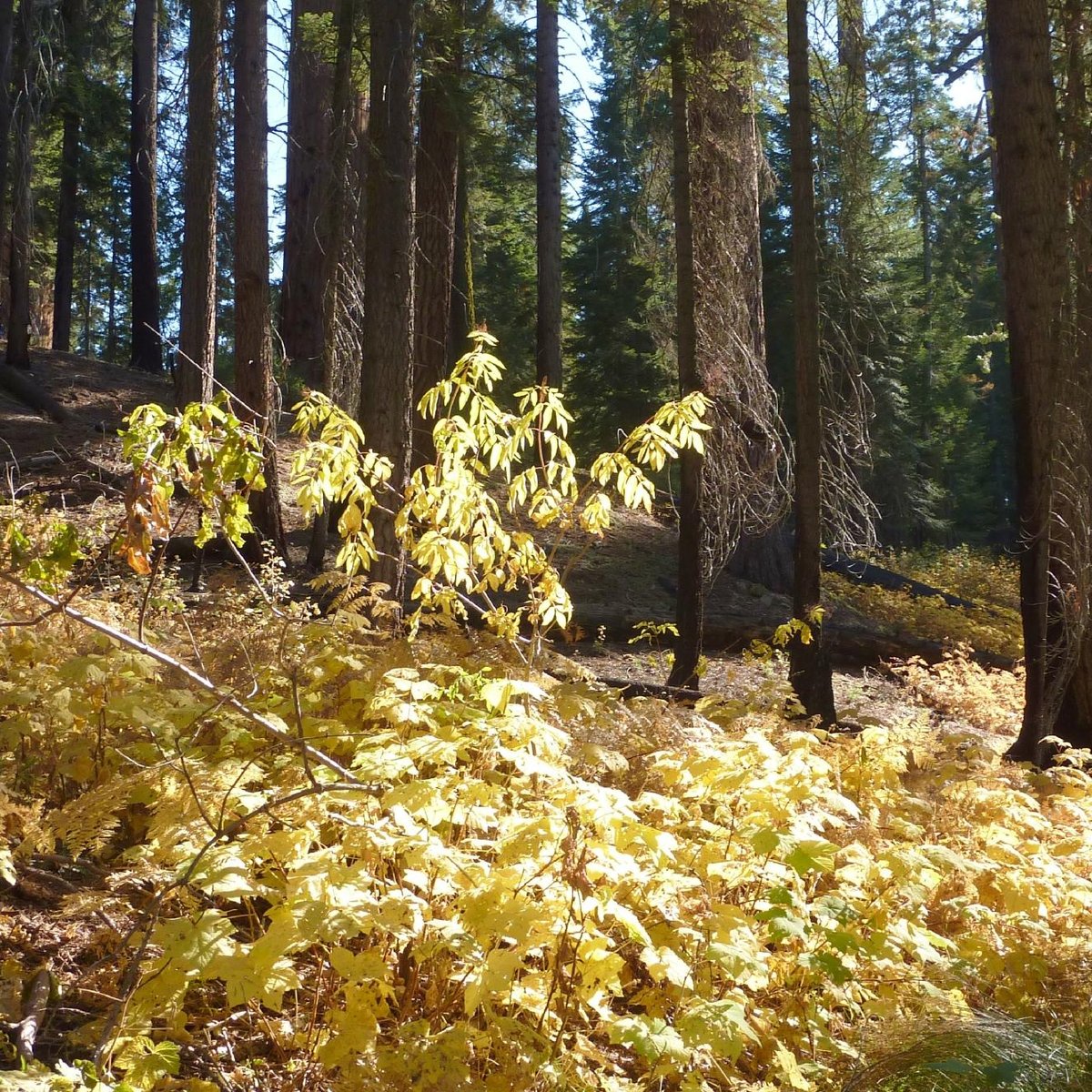 North Grove Loop Trail (Sequoia and Kings Canyon National Park): All ...