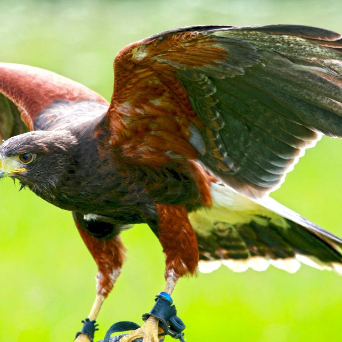 Birds of Prey Centre (Wilstead) - All You Need to Know BEFORE You Go