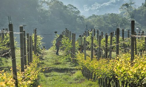 working in the vineyard