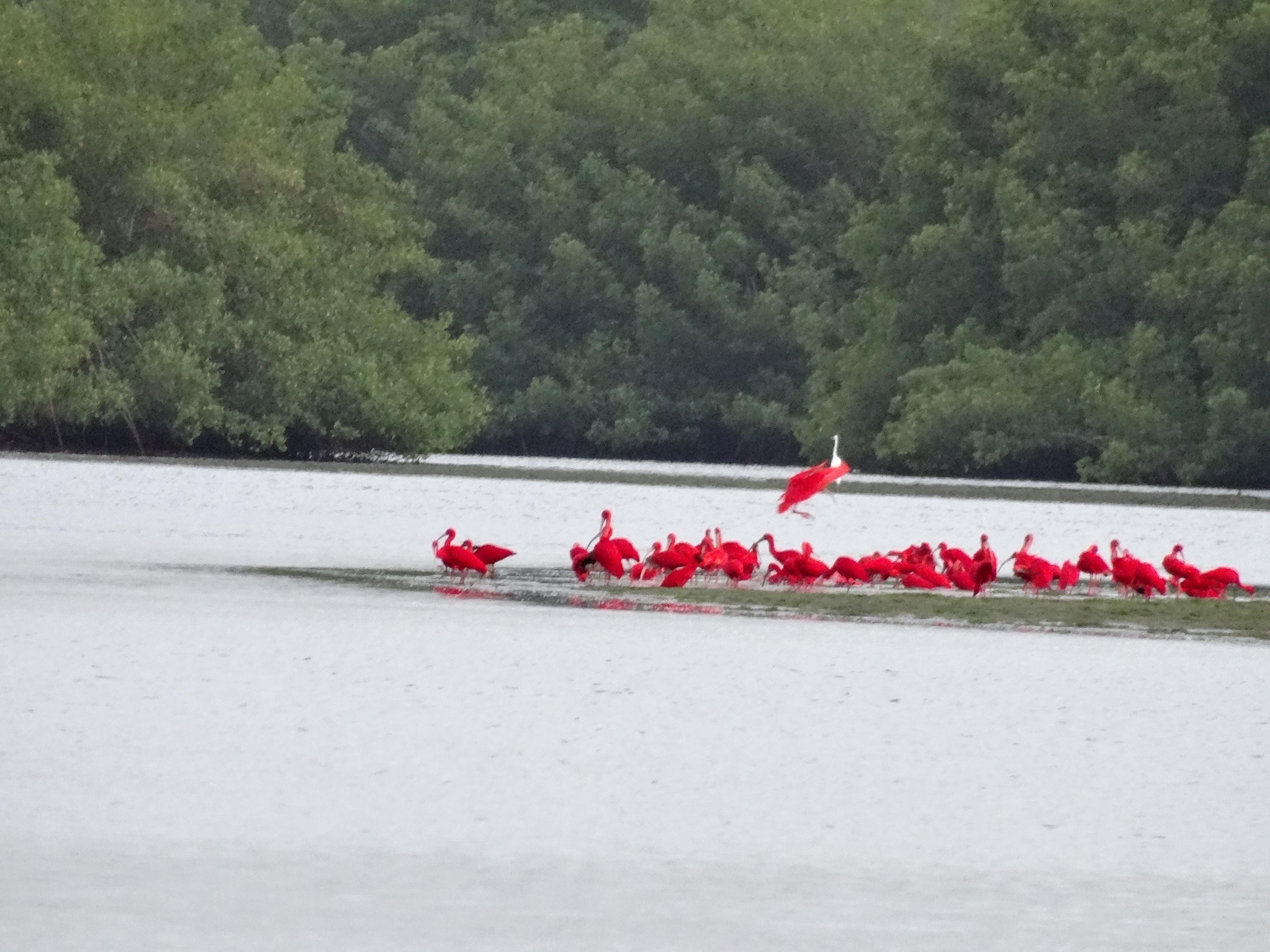 Caroni Bird Sanctuary - 2022 Alles Wat U Moet Weten VOORDAT Je Gaat ...