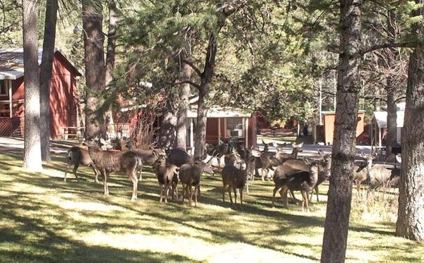 CANYON CABINS (Ruidoso) - Campground Reviews, Photos, Rate Comparison ...