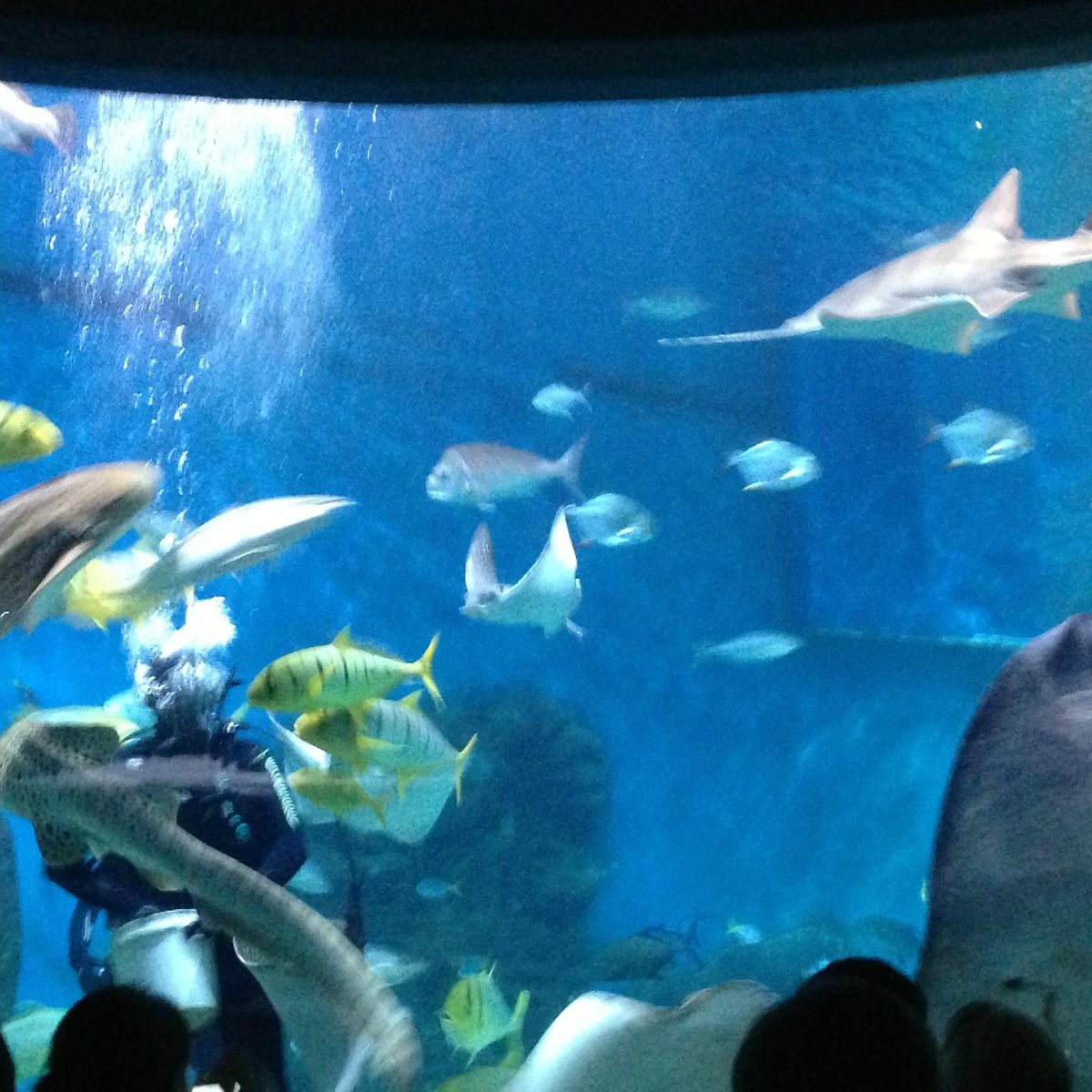 SEA LIFE Melbourne Aquarium: All You Need to Know