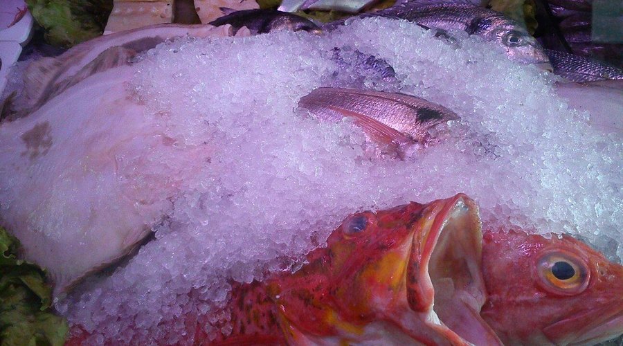 Nicest fish on the village