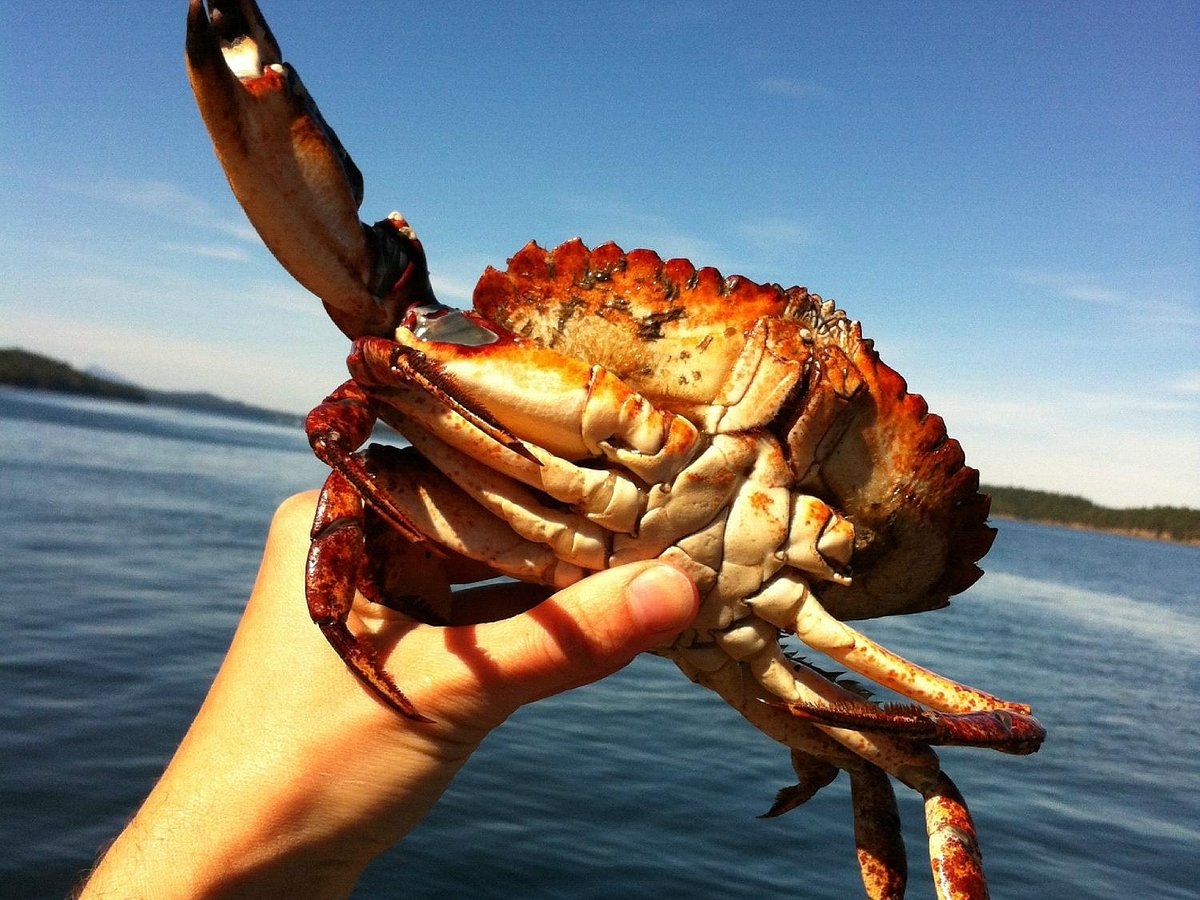 Большой краб черного моря. Морской краб. Крабы черного моря. Самый большой краб в черном море. Самый большой Камчатский краб в мире.