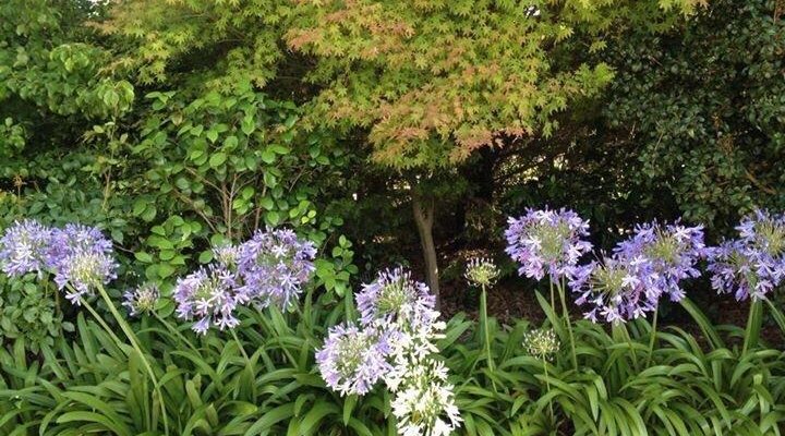Beautiful flowers in the compound
