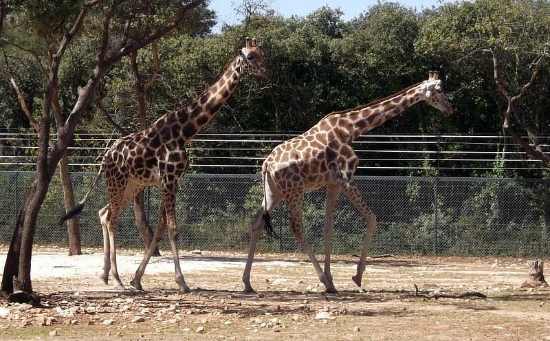 Zoo Montpellier Lunaret - Tarifs Horaires Ouverture 2023 Serre