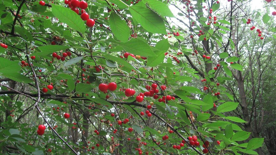 Arboreto didattico e bosco da seme - Schio - Arboreto didattico e bosco da seme의 리뷰 - 트립어드바이저