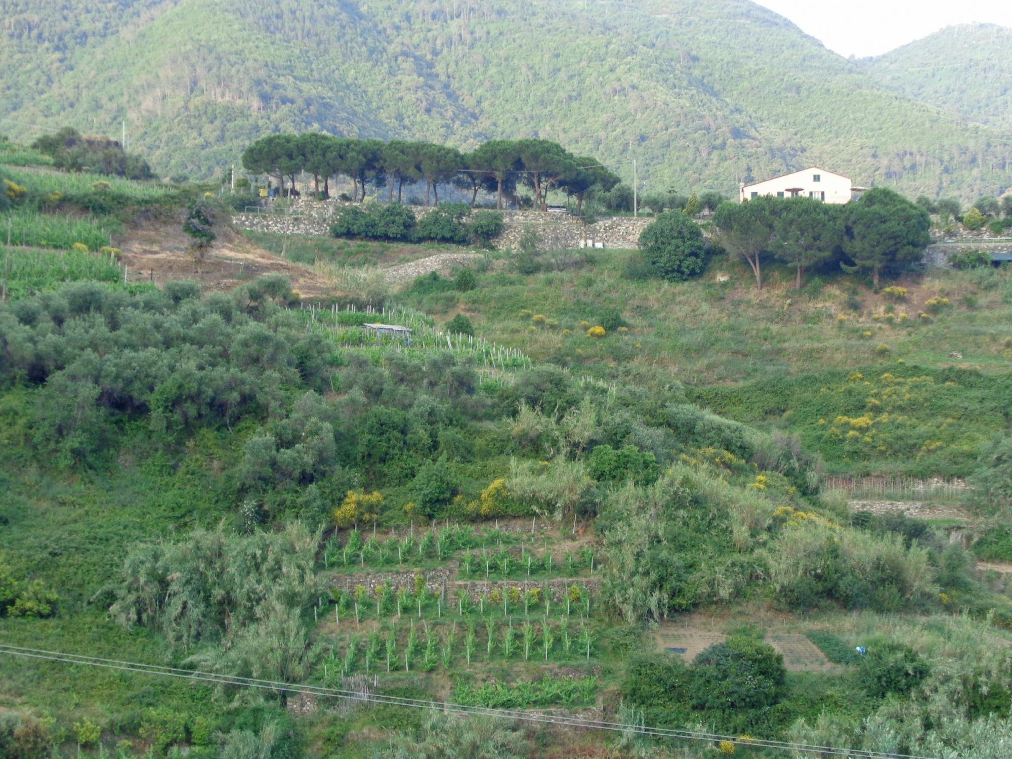 VILLA CARIBE - Prices & B&B Reviews (Monterosso al Mare, Cinque Terre, Italy) VILLA CARIBE - Prices &  B&B Reviews (Monterosso al... 