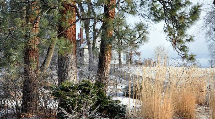 The Gardens in Winter: Pondorosa Pines and grasses