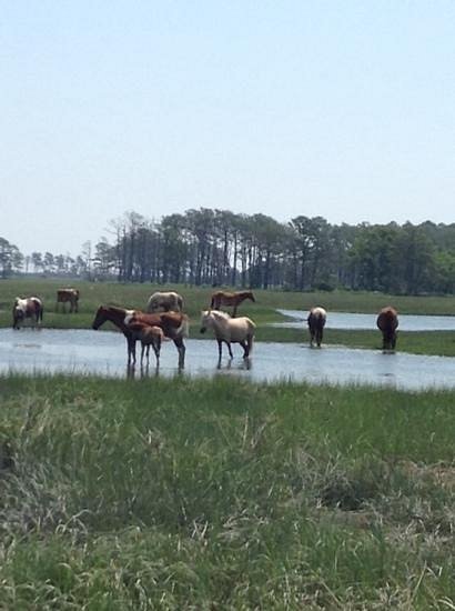 https://dynamic-media-cdn.tripadvisor.com/media/photo-o/06/0e/17/a2/chincoteague-island.jpg?w=1200&h=1200&s=1