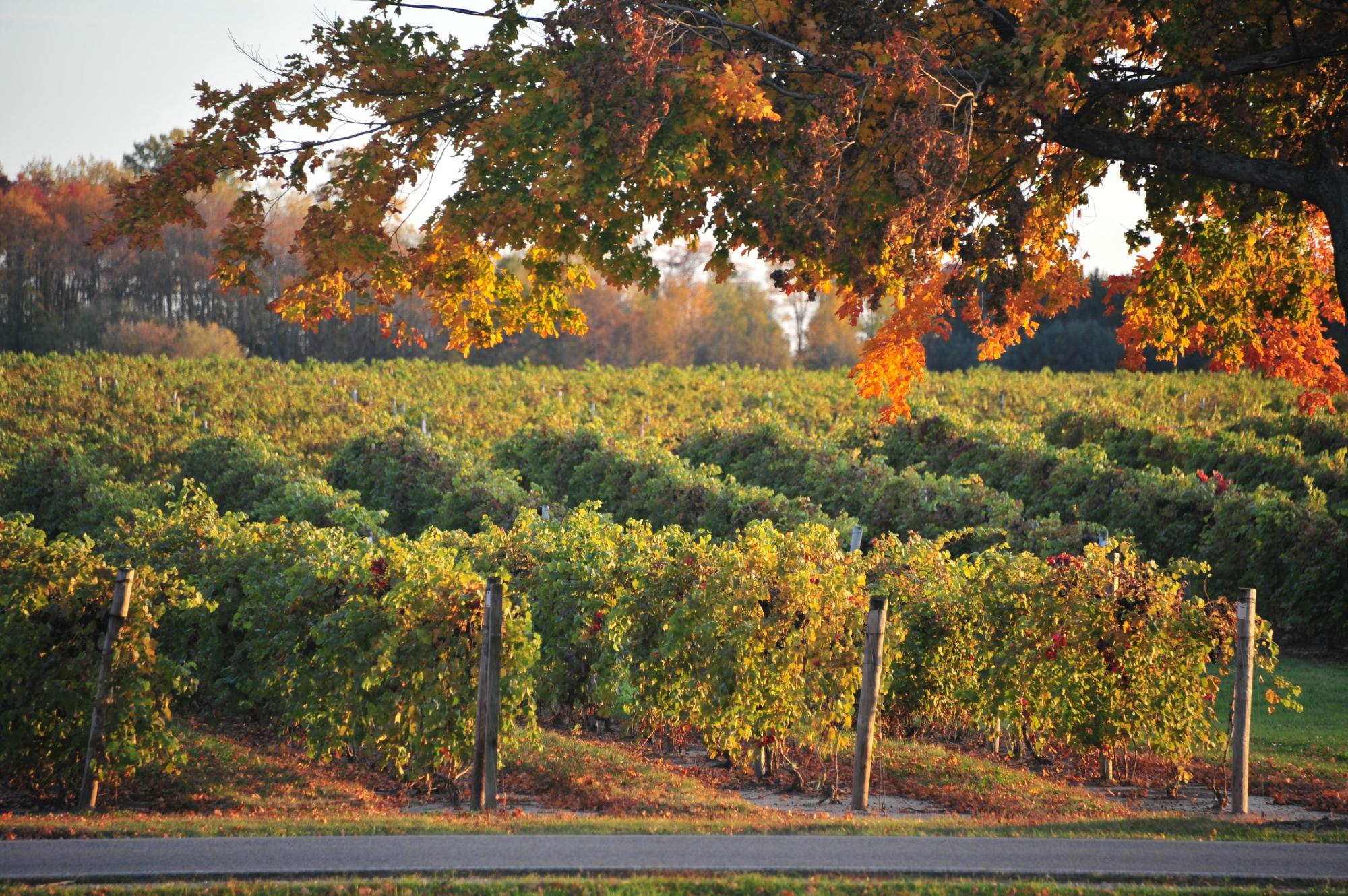 Valley vineyard clearance