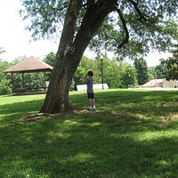 Mature trees/bird watching