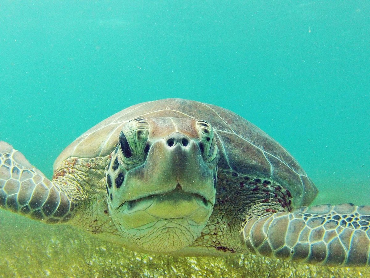 Turtle Snorkeling in Akumal - All You Need to Know BEFORE You Go