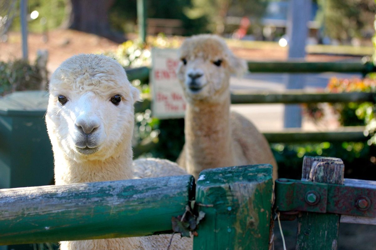 Grøn forsikring Kan beregnes Australian Alpaca Centre (Berrima) - 2021 All You Need to Know BEFORE You  Go | Tours & Tickets (with Photos) - Tripadvisor