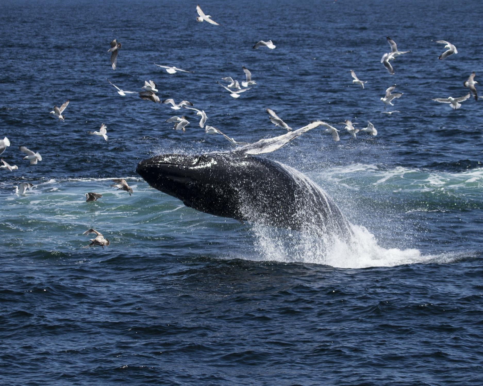 Hyannis Whale Watcher Cruises - All You Need to Know BEFORE You Go (2024)