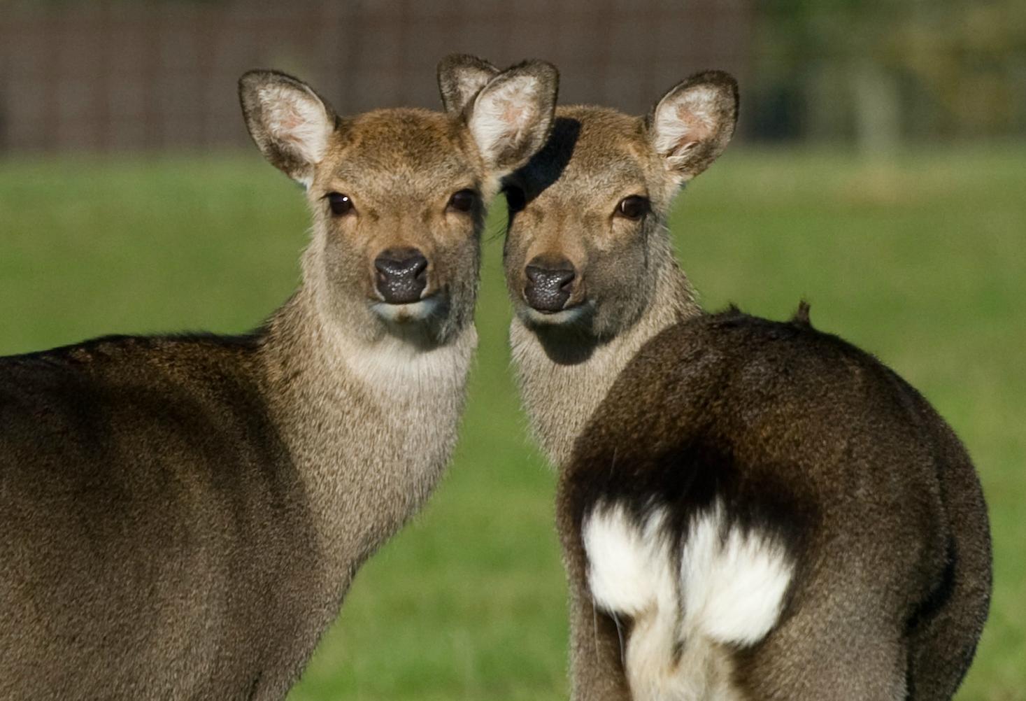 BUCKLEBURY FARM PARK All You Need to Know BEFORE You