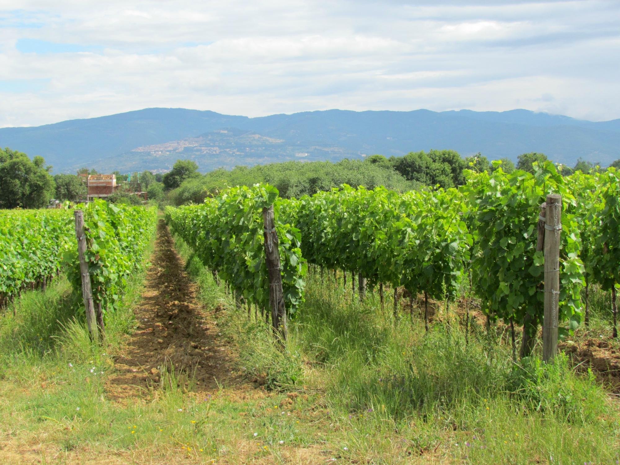 THE 10 BEST Province of Arezzo Wineries Vineyards 2024