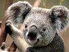 KoalaBouy
