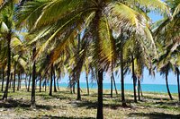 Vivo Porto de Galinhas - Passeio a cavalo Haras Maracaipe