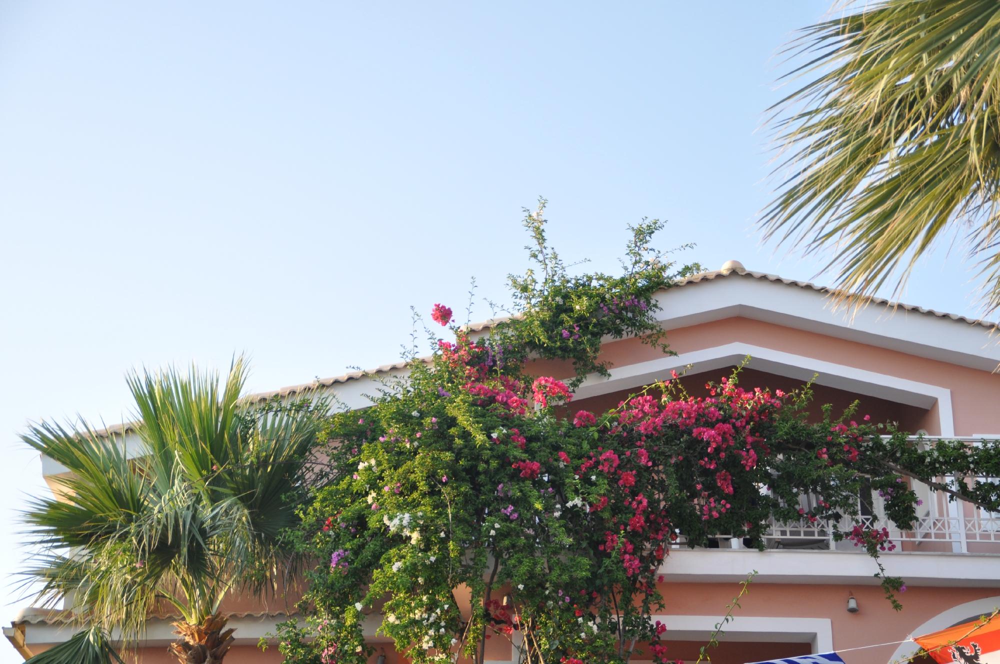 Hotel store bougainvillea zakynthos