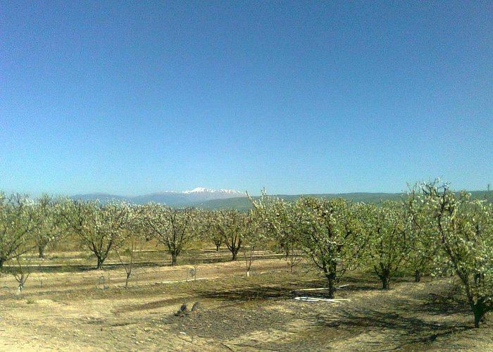 Orchards in Yesod Hamaala with view to Mount Hermon