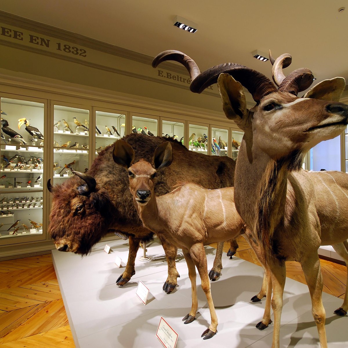 fkk rochelle models Museum d'histoire naturelle de La Rochelle (拉罗谢尔) - 旅游景点点评- Tripadvisor