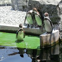 ペンギン