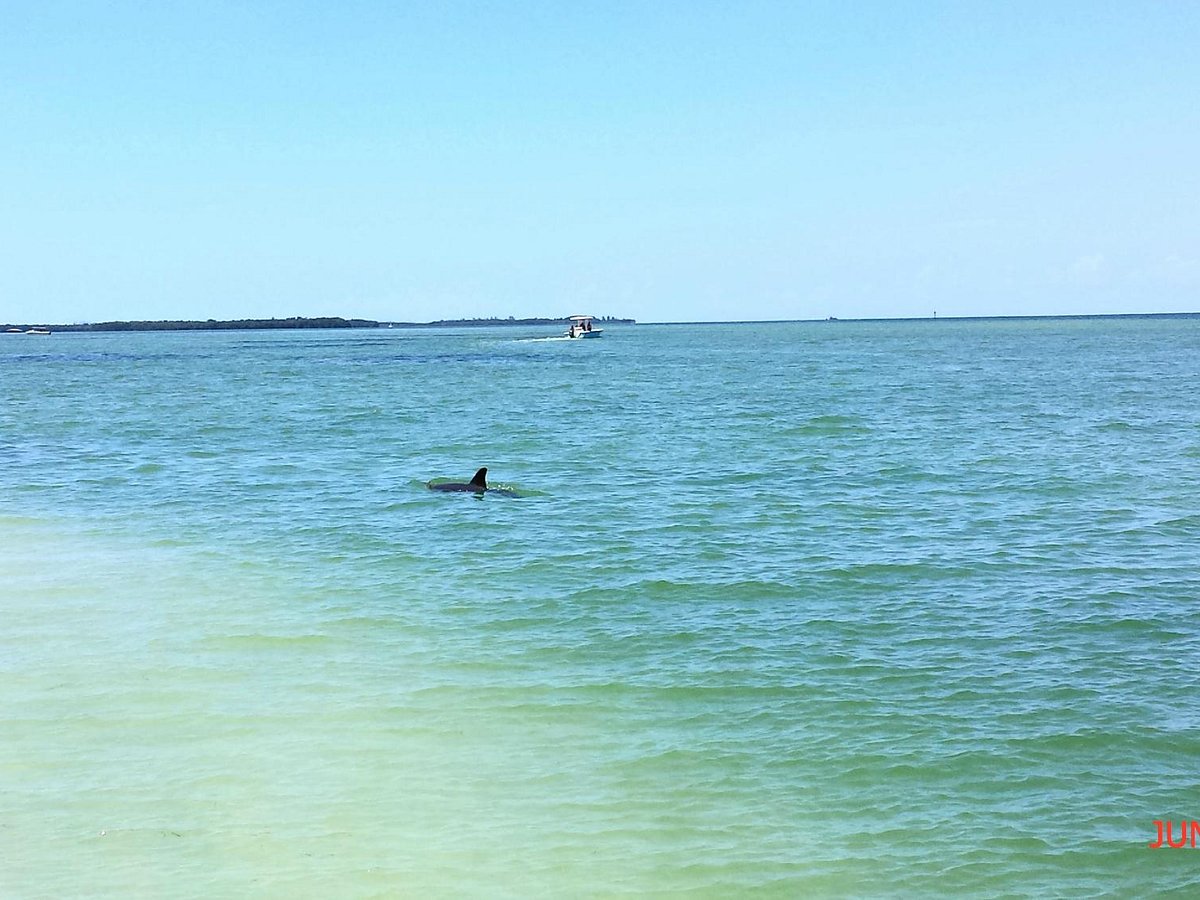 Dolphin Tour Near Me
