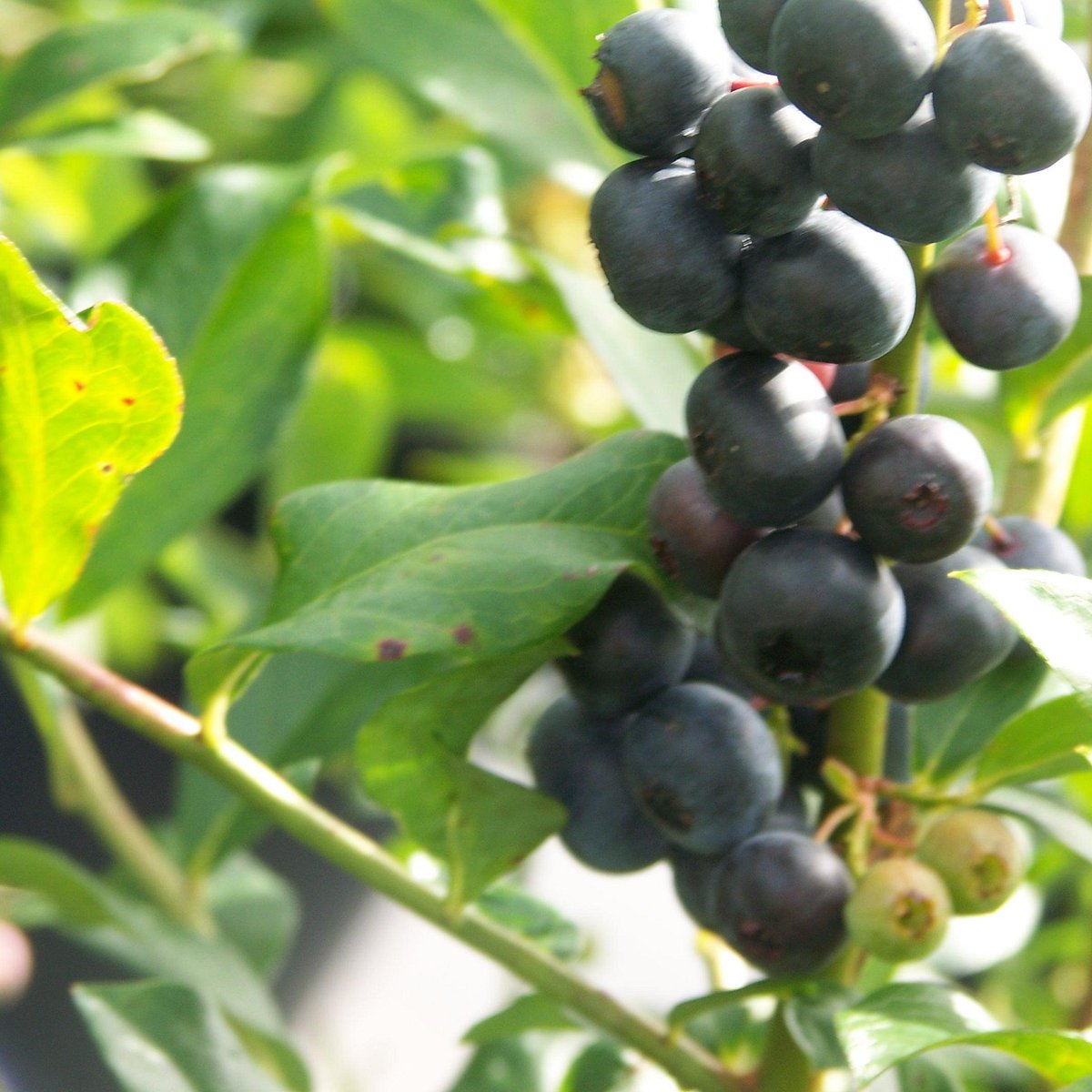 Wine Chiller - Blueberries - Great Bay Pottery