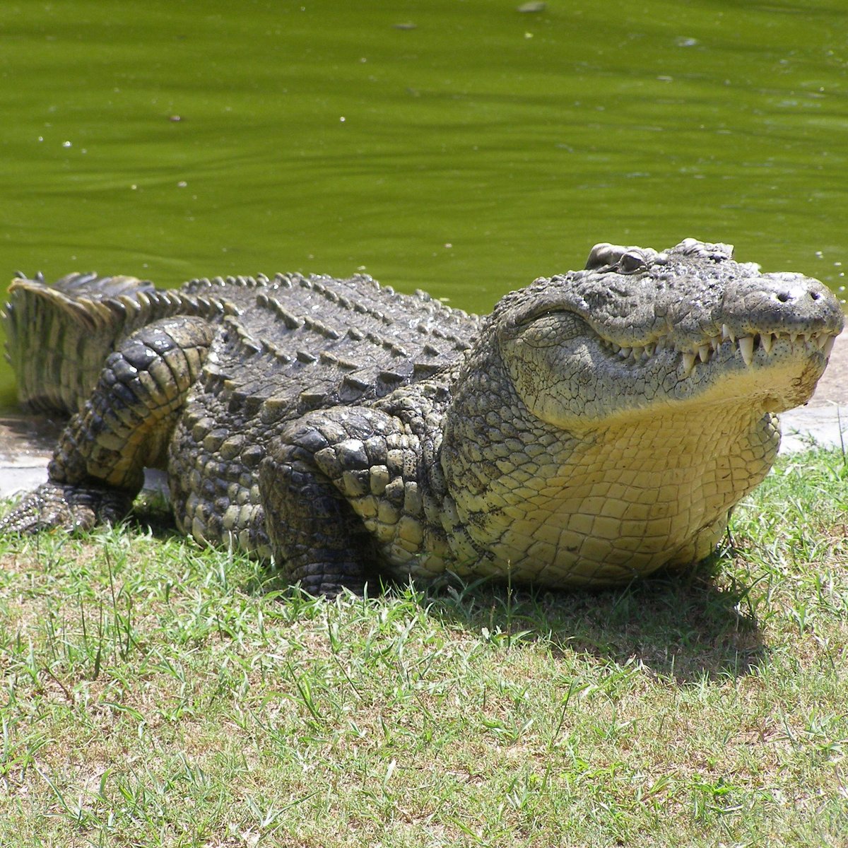 ZULU CROC REPTILE PARK (2024) All You Need to Know BEFORE You Go (with ...