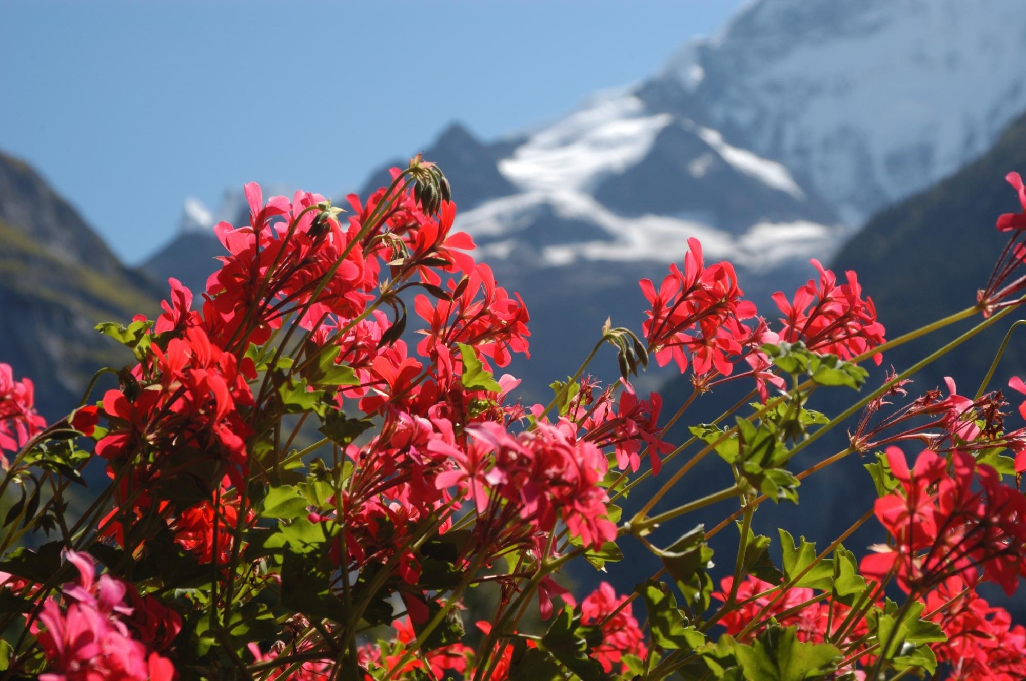 Alpenhof by null
