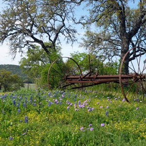 Historic Ranch Equipment and the famous Texas Bluebonnets