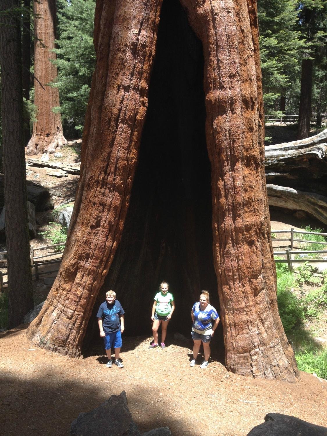 GRANT GROVE STABLES (Parc National De Sequoia And Kings Canyon): Ce Qu ...