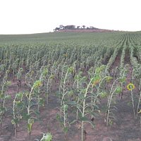 Campo de girasoles y la ermita al fondo