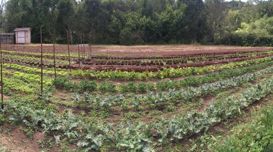 The Mill Valley Market Farm. Locally grown, certified organic produce!