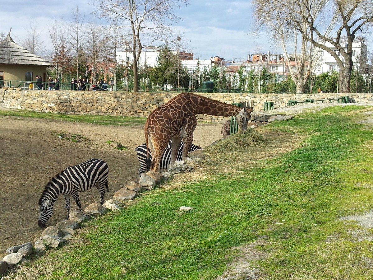 Bursa Zoo, Бурса: лучшие советы перед посещением - Tripadvisor