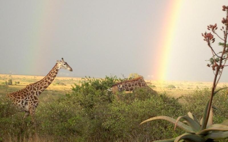 Giraffe in front of Silole Cottage