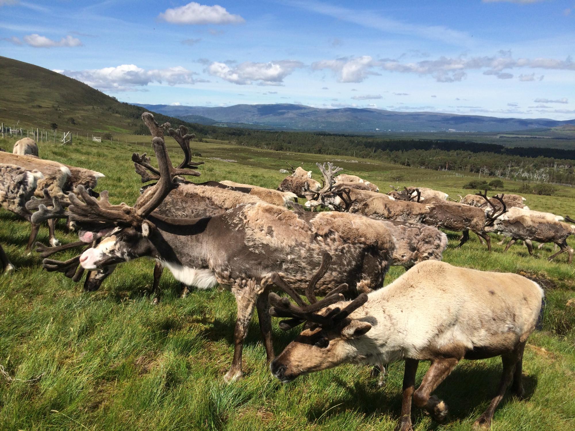 Cairngorm Reindeer Herd All You Need to Know BEFORE You Go 2024