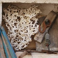 corallo bianco